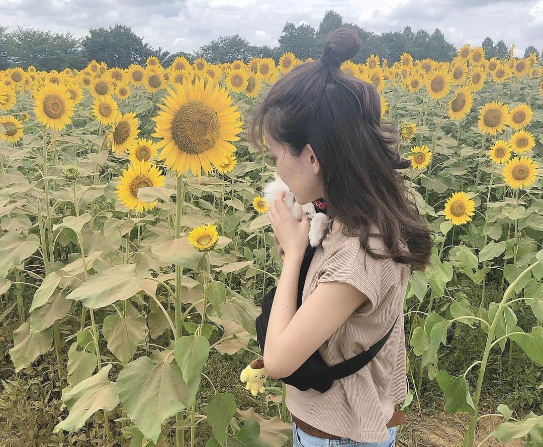 高橋茉奈さんのインスタグラム写真 - (高橋茉奈Instagram)「＊2019.08.12 ⏩スワイプしてね⏩ 去年に引き続き今年もひまわり畑へ🌻💕 やっぱり座間のひまわり畑はすごい！！！！ 肉眼で見ててもCGかな？ってくらい、 みんな太陽に向かって満開に咲いてて すごく力強かったし、感動しました😭😭💓 フィルちゃんはやはり暑くてバテてたけど 今年は3人で色んなとこ出掛けられて すんごい楽しいし幸せだなー♥︎♥︎♥︎ おじさん今日も運転ありがとう🚗💕 ＊ …てな感じでひまわり畑行ってる間に お母さんから、地元の駅の近くの韓国料理で ランチしたら安くて美味しかったよー！って LINEが入ってて、わたしもおじさんも ソッコーで惹かれて夕飯はそこへ\( ˆoˆ )/← 大好きなスンドゥブも旨みが凄かったし、 なんといってもいいだこ炒めがやばかった！ めちゃくちゃ辛かったけど、それ以上に めちゃくちゃ美味しくてハマりそう！！！ 次はお得なランチを狙うぞー！！💪 #셀카#셀피#나#일상#여자#24살#94년생#일본인#패션#얼짱#셀스타그램#얼스타그램#인스타그램#맞팔은댓글#ひまわり畑#ざまわり#座間のひまわり畑#韓国料理#スンドゥブ#いいだこ炒め#コリアナ#ポメラニアン#ポメラニアンが世界一可愛い」8月13日 0時48分 - 94.05.28