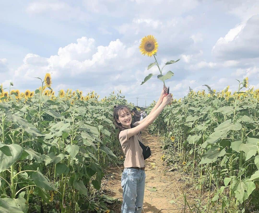 高橋茉奈さんのインスタグラム写真 - (高橋茉奈Instagram)「＊2019.08.12 ⏩スワイプしてね⏩ 去年に引き続き今年もひまわり畑へ🌻💕 やっぱり座間のひまわり畑はすごい！！！！ 肉眼で見ててもCGかな？ってくらい、 みんな太陽に向かって満開に咲いてて すごく力強かったし、感動しました😭😭💓 フィルちゃんはやはり暑くてバテてたけど 今年は3人で色んなとこ出掛けられて すんごい楽しいし幸せだなー♥︎♥︎♥︎ おじさん今日も運転ありがとう🚗💕 ＊ …てな感じでひまわり畑行ってる間に お母さんから、地元の駅の近くの韓国料理で ランチしたら安くて美味しかったよー！って LINEが入ってて、わたしもおじさんも ソッコーで惹かれて夕飯はそこへ\( ˆoˆ )/← 大好きなスンドゥブも旨みが凄かったし、 なんといってもいいだこ炒めがやばかった！ めちゃくちゃ辛かったけど、それ以上に めちゃくちゃ美味しくてハマりそう！！！ 次はお得なランチを狙うぞー！！💪 #셀카#셀피#나#일상#여자#24살#94년생#일본인#패션#얼짱#셀스타그램#얼스타그램#인스타그램#맞팔은댓글#ひまわり畑#ざまわり#座間のひまわり畑#韓国料理#スンドゥブ#いいだこ炒め#コリアナ#ポメラニアン#ポメラニアンが世界一可愛い」8月13日 0時48分 - 94.05.28