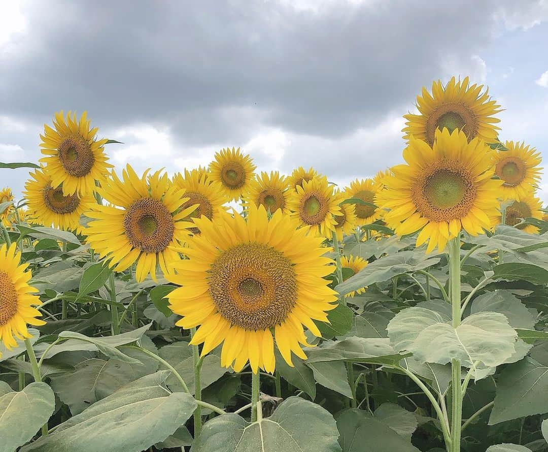 高橋茉奈さんのインスタグラム写真 - (高橋茉奈Instagram)「＊2019.08.12 ⏩スワイプしてね⏩ 去年に引き続き今年もひまわり畑へ🌻💕 やっぱり座間のひまわり畑はすごい！！！！ 肉眼で見ててもCGかな？ってくらい、 みんな太陽に向かって満開に咲いてて すごく力強かったし、感動しました😭😭💓 フィルちゃんはやはり暑くてバテてたけど 今年は3人で色んなとこ出掛けられて すんごい楽しいし幸せだなー♥︎♥︎♥︎ おじさん今日も運転ありがとう🚗💕 ＊ …てな感じでひまわり畑行ってる間に お母さんから、地元の駅の近くの韓国料理で ランチしたら安くて美味しかったよー！って LINEが入ってて、わたしもおじさんも ソッコーで惹かれて夕飯はそこへ\( ˆoˆ )/← 大好きなスンドゥブも旨みが凄かったし、 なんといってもいいだこ炒めがやばかった！ めちゃくちゃ辛かったけど、それ以上に めちゃくちゃ美味しくてハマりそう！！！ 次はお得なランチを狙うぞー！！💪 #셀카#셀피#나#일상#여자#24살#94년생#일본인#패션#얼짱#셀스타그램#얼스타그램#인스타그램#맞팔은댓글#ひまわり畑#ざまわり#座間のひまわり畑#韓国料理#スンドゥブ#いいだこ炒め#コリアナ#ポメラニアン#ポメラニアンが世界一可愛い」8月13日 0時48分 - 94.05.28