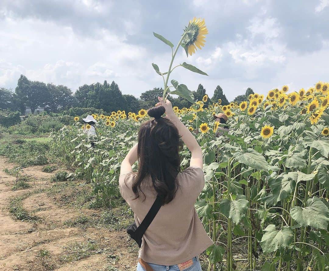 高橋茉奈さんのインスタグラム写真 - (高橋茉奈Instagram)「＊2019.08.12 ⏩スワイプしてね⏩ 去年に引き続き今年もひまわり畑へ🌻💕 やっぱり座間のひまわり畑はすごい！！！！ 肉眼で見ててもCGかな？ってくらい、 みんな太陽に向かって満開に咲いてて すごく力強かったし、感動しました😭😭💓 フィルちゃんはやはり暑くてバテてたけど 今年は3人で色んなとこ出掛けられて すんごい楽しいし幸せだなー♥︎♥︎♥︎ おじさん今日も運転ありがとう🚗💕 ＊ …てな感じでひまわり畑行ってる間に お母さんから、地元の駅の近くの韓国料理で ランチしたら安くて美味しかったよー！って LINEが入ってて、わたしもおじさんも ソッコーで惹かれて夕飯はそこへ\( ˆoˆ )/← 大好きなスンドゥブも旨みが凄かったし、 なんといってもいいだこ炒めがやばかった！ めちゃくちゃ辛かったけど、それ以上に めちゃくちゃ美味しくてハマりそう！！！ 次はお得なランチを狙うぞー！！💪 #셀카#셀피#나#일상#여자#24살#94년생#일본인#패션#얼짱#셀스타그램#얼스타그램#인스타그램#맞팔은댓글#ひまわり畑#ざまわり#座間のひまわり畑#韓国料理#スンドゥブ#いいだこ炒め#コリアナ#ポメラニアン#ポメラニアンが世界一可愛い」8月13日 0時48分 - 94.05.28