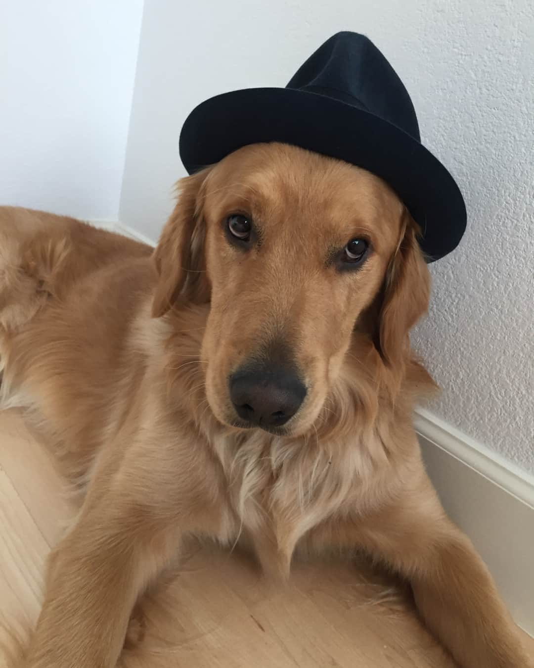 The Lumineersさんのインスタグラム写真 - (The LumineersInstagram)「Spaghetti wearing dads hat @spaghettifraites @jeremiahfraites」8月13日 1時07分 - thelumineers