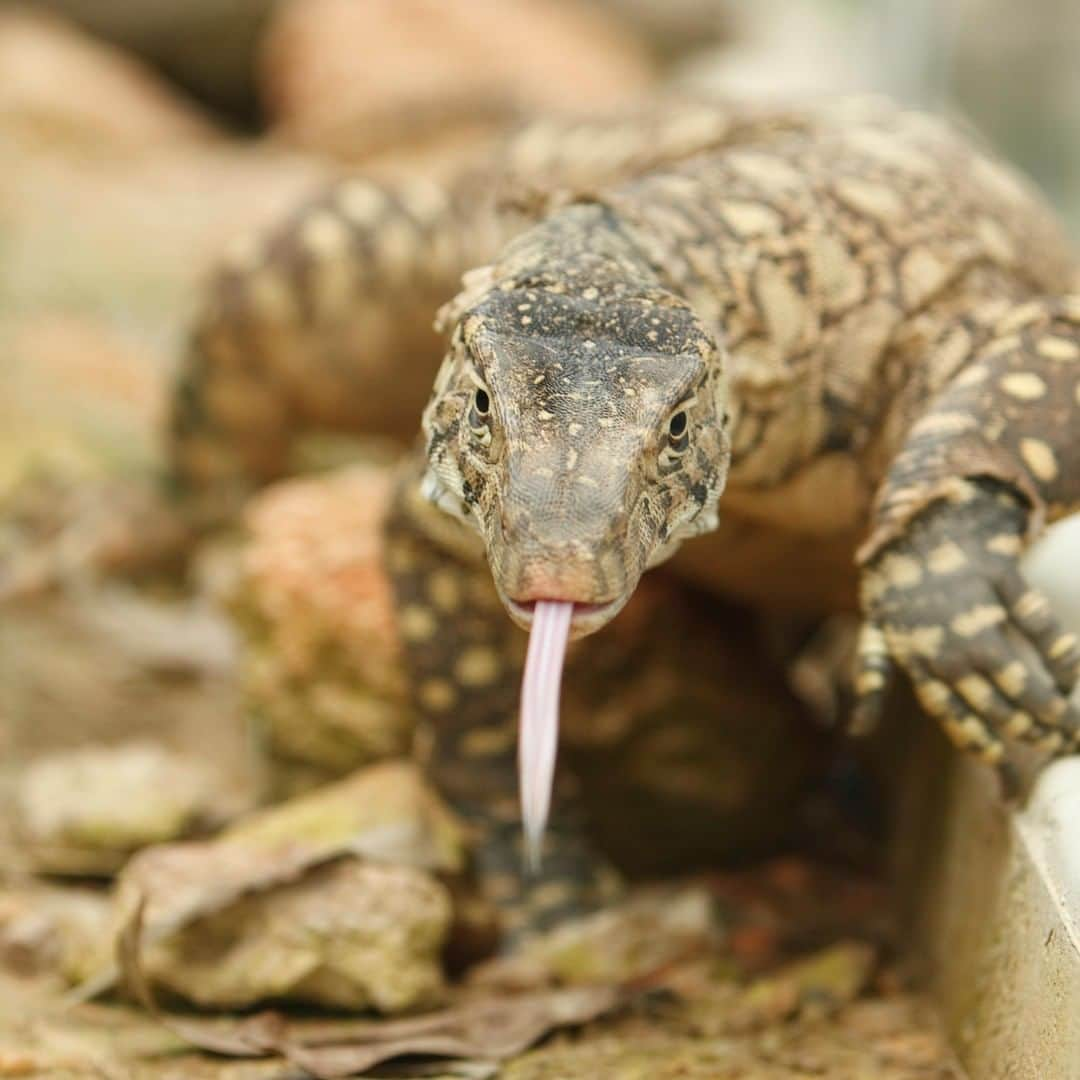 アニマルプラネットさんのインスタグラム写真 - (アニマルプラネットInstagram)「SLURP SLURP! The perentie is the largest monitor lizard in Australia! These efficient predators eat just about everything including their own kind. HARSH. . . . . . #animalplanetupclose #animalsofinstagram #animalplanet #animaloftheday #wild #wildlife #outdoors #animals #wildanimals #conservation #nature #animallovers #instanature #wildgeography #perentie #lizard」8月13日 1時00分 - animalplanet