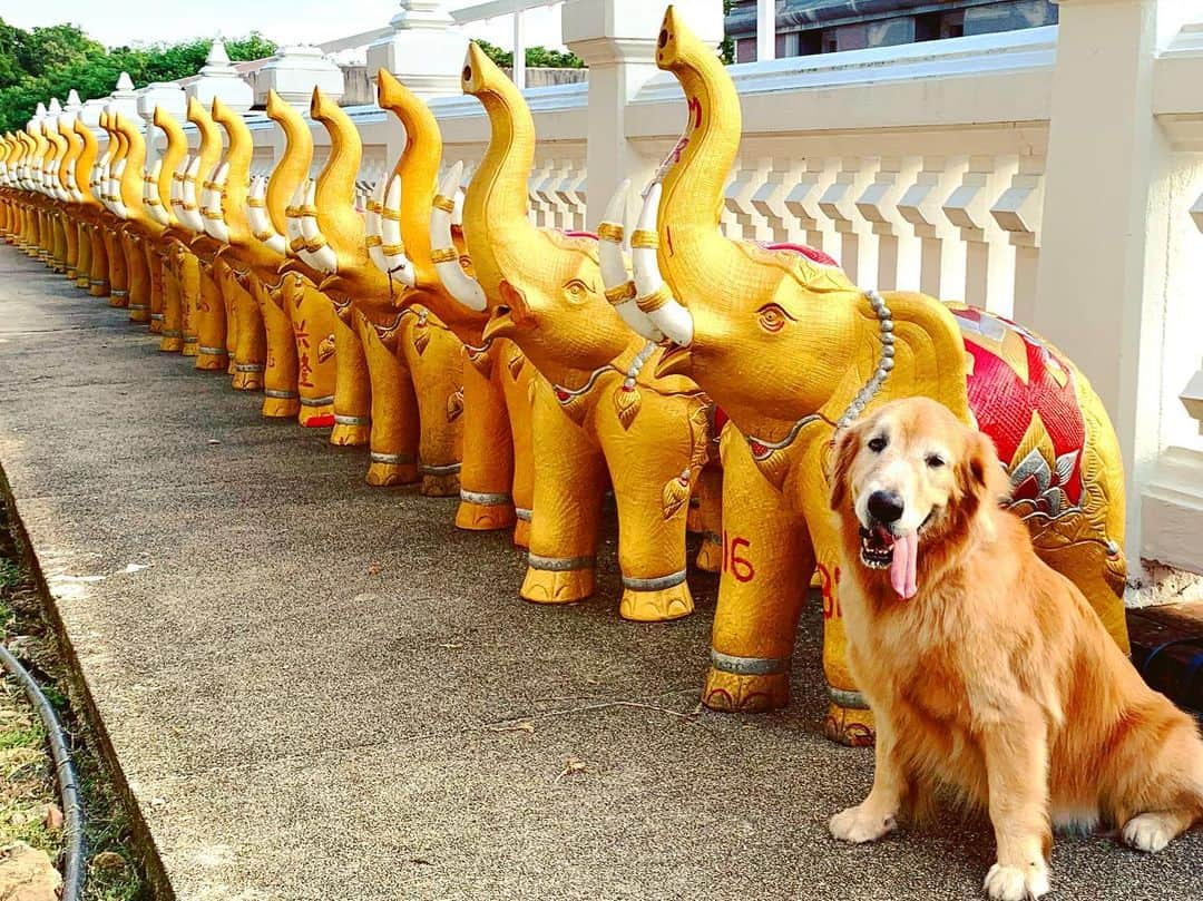 tamatamagoさんのインスタグラム写真 - (tamatamagoInstagram)「🐶Elephant have a long nose🐘 I have a long tongue 👅 . . 🐶みなしゃん。 象しゃんのお鼻は長いでしゅ。 マオしゃんのお鼻は長くないでしゅ。でもマオしゃんにも負けずに長いものがありましゅよ！ さーて、何でしょうかっ💨 . .  #クイズにしなくたって #みんな知ってると思うよ😆 . .  2019/08/12 . . #自称タイ観光大使🐶😼🐱👅 #タイ #thailand #ゴールデンレトリバー #ゴールデンレトリバーのいる生活 #大型犬 #海外で犬と暮らす #いぬのきもち #dogstagram #goldenretriever #ilovegolden_retrievers #welovegoldens」8月13日 1時10分 - tamatamago