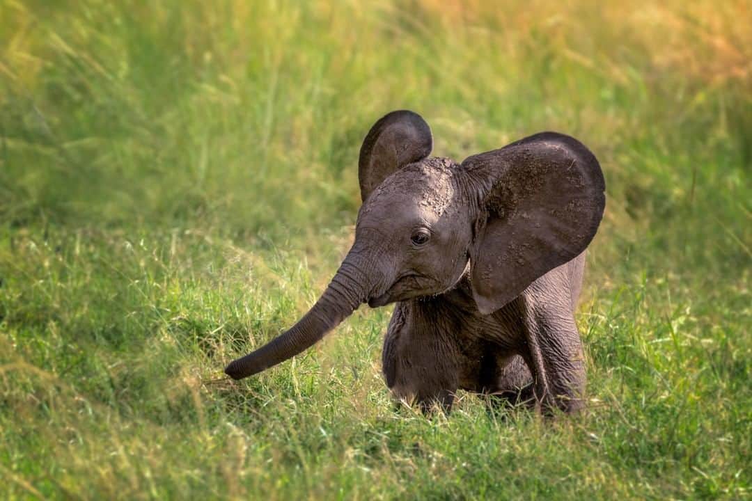 Discoveryさんのインスタグラム写真 - (DiscoveryInstagram)「Happy #WorldElephantDay! This baby might be small now but he will eventually grow to eat 200-600 pounds of food per day. 🍃 🐘 . . Help secure a future for elephants with a special edition Serengeti t-shirt. 10% of all sales will be donated to elephant conservation and today @IvoryElla will donate an additional $5! >> http://ivoryella.com/Serengeti . . . . . #photography #photooftheday #explore #naturephotography #nature #potd #travelIG #wildlife #wow #natureIG #explore #travelgram #elephants #baby #cute」8月13日 1時26分 - discovery