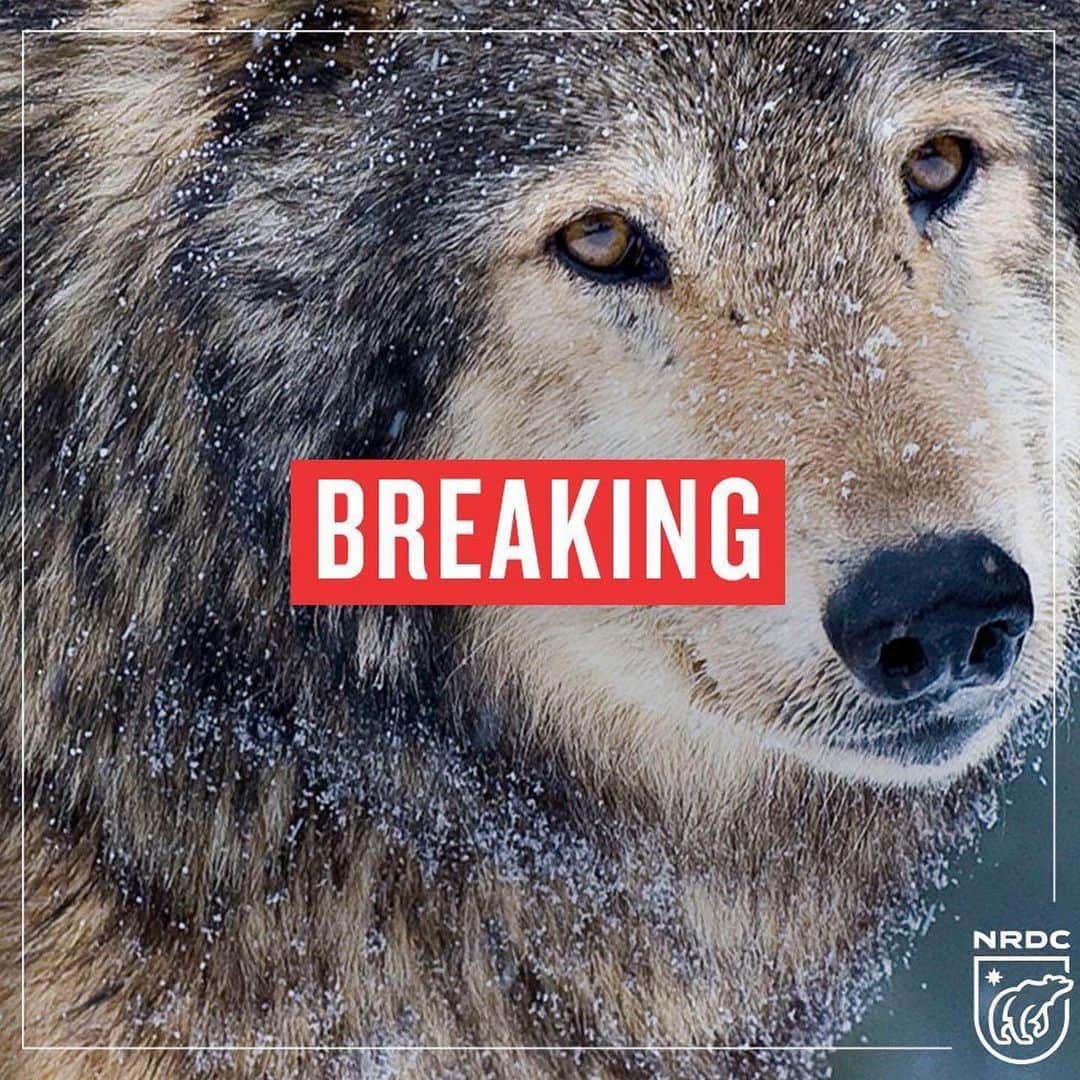 マギー・Qさんのインスタグラム写真 - (マギー・QInstagram)「BREAKING: The Trump admin. just finalized dangerous and drastic rollbacks to the Endangered Species Act (ESA), which protects at-risk species from gray wolves to bald eagles. The changes to the law insert economic factors into decisions regarding whether a species should be listed as endangered, letting dollar signs control these decisions. Allowing more money for the top 1% to destroy species habitat slams the door on our children and their children’s children. We do not have a planet to pass on without these ecosystems. Read more about what this means for our endangered species in @nrdc_org bio.  #ESA #animals #wildlife #biodiversity #endangeredspecies #endangeredspeciesact」8月13日 2時14分 - maggieq