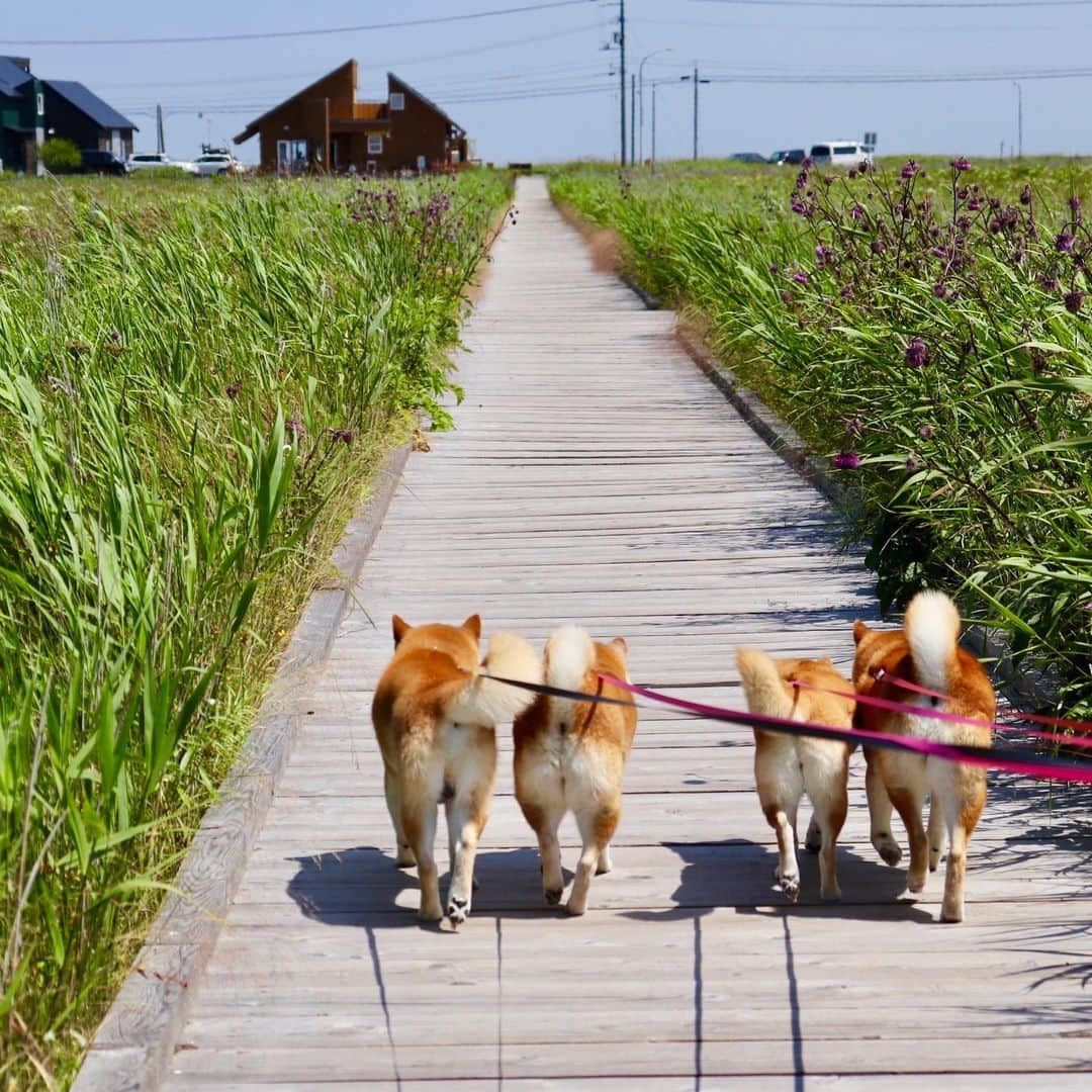 linnmamaさんのインスタグラム写真 - (linnmamaInstagram)「旅は4柴連れ🐕🐕🐕🐕2019北海道編〜5日目〜スワイプしてね😊〜①涙岬(厚岸郡浜中町道有林)へ向かう散策路を歩きました🐾〜4柴たちの後ろに見える道、空に向かっているような不思議な感覚〜②霧多布湿原の琵琶瀬木道(浜中町仲の浜)を歩くプリッケツGメン75〜見えるのは一本の道と青空と4柴たちだけ💕〜③本土最東端の地、納沙布岬(根室市納沙布)〜ついにここまで来ました😍〜④北方領土返還を願うモニュメント「四島のかけ橋」〜⑤納沙布岬の鈴木食堂で食べたサンマ丼〜めっちゃ美味でした😊〜体重増加は心配だけど、旅行中にダイエットなんてナンセンス❣️〜帰ったら、フィットネスに励もう💪〜今日は道の駅 おだいとう(尾岱沼)(野付郡別海町尾岱沼)で車中泊🚙  #柴犬#dog#柴犬凜の勇気凜々everyday#shibastagram#北海道#Hokkaido#旅」8月13日 2時32分 - linnmama