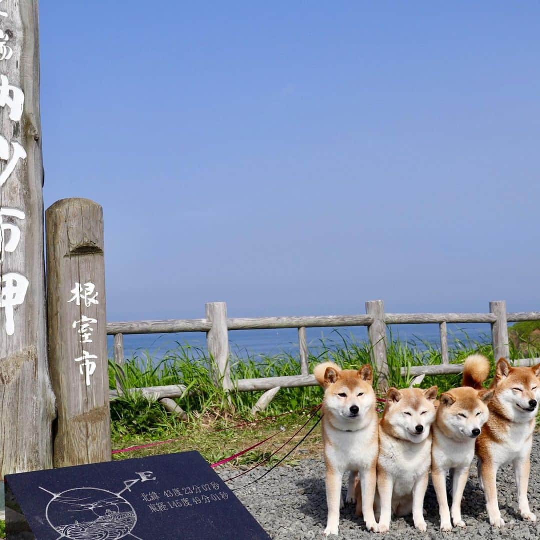 linnmamaさんのインスタグラム写真 - (linnmamaInstagram)「旅は4柴連れ🐕🐕🐕🐕2019北海道編〜5日目〜スワイプしてね😊〜①涙岬(厚岸郡浜中町道有林)へ向かう散策路を歩きました🐾〜4柴たちの後ろに見える道、空に向かっているような不思議な感覚〜②霧多布湿原の琵琶瀬木道(浜中町仲の浜)を歩くプリッケツGメン75〜見えるのは一本の道と青空と4柴たちだけ💕〜③本土最東端の地、納沙布岬(根室市納沙布)〜ついにここまで来ました😍〜④北方領土返還を願うモニュメント「四島のかけ橋」〜⑤納沙布岬の鈴木食堂で食べたサンマ丼〜めっちゃ美味でした😊〜体重増加は心配だけど、旅行中にダイエットなんてナンセンス❣️〜帰ったら、フィットネスに励もう💪〜今日は道の駅 おだいとう(尾岱沼)(野付郡別海町尾岱沼)で車中泊🚙  #柴犬#dog#柴犬凜の勇気凜々everyday#shibastagram#北海道#Hokkaido#旅」8月13日 2時32分 - linnmama