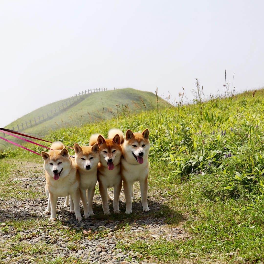 linnmamaさんのインスタグラム写真 - (linnmamaInstagram)「旅は4柴連れ🐕🐕🐕🐕2019北海道編〜5日目〜スワイプしてね😊〜①涙岬(厚岸郡浜中町道有林)へ向かう散策路を歩きました🐾〜4柴たちの後ろに見える道、空に向かっているような不思議な感覚〜②霧多布湿原の琵琶瀬木道(浜中町仲の浜)を歩くプリッケツGメン75〜見えるのは一本の道と青空と4柴たちだけ💕〜③本土最東端の地、納沙布岬(根室市納沙布)〜ついにここまで来ました😍〜④北方領土返還を願うモニュメント「四島のかけ橋」〜⑤納沙布岬の鈴木食堂で食べたサンマ丼〜めっちゃ美味でした😊〜体重増加は心配だけど、旅行中にダイエットなんてナンセンス❣️〜帰ったら、フィットネスに励もう💪〜今日は道の駅 おだいとう(尾岱沼)(野付郡別海町尾岱沼)で車中泊🚙  #柴犬#dog#柴犬凜の勇気凜々everyday#shibastagram#北海道#Hokkaido#旅」8月13日 2時32分 - linnmama