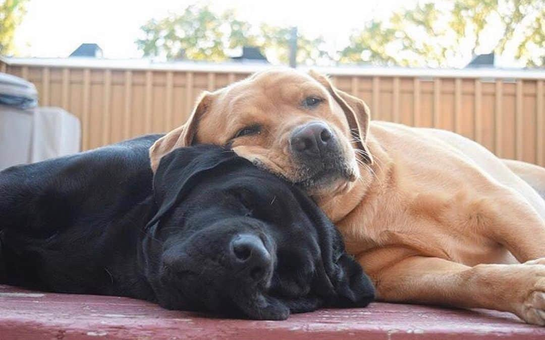 Jake And Gingerさんのインスタグラム写真 - (Jake And GingerInstagram)「Sleepy 😴 #talesofalab #fab_labs_ #labs_of_insta #worldoflabs #dogsofinstagram #weeklyfluff」8月13日 2時56分 - jake_n_ginger