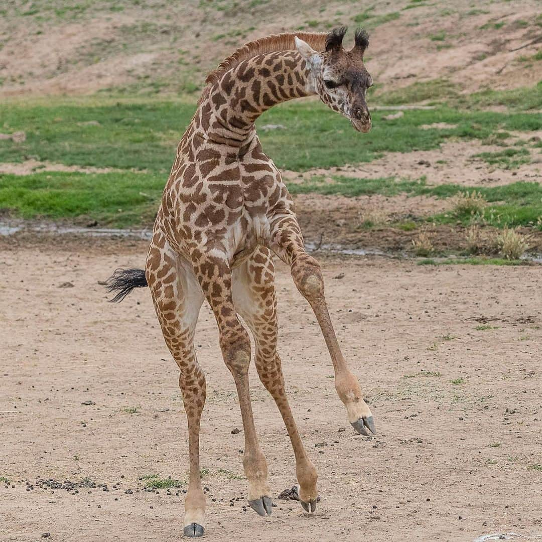 San Diego Zooさんのインスタグラム写真 - (San Diego ZooInstagram)「Now that you've had some time to sleep on it, what was your fav part of the premiere?  a) Klipspringer wobbles 😍 b) Giraffe calf kisses 😘 c) Koala speed dating 💕 d) Tortoise sprinkler bliss 💦 e) Other (please explain) 🤗 #TheZooSD #sandiegozoo #sdzsafaripark #EndExtinction #AnimalPlanet」8月13日 3時04分 - sandiegozoo