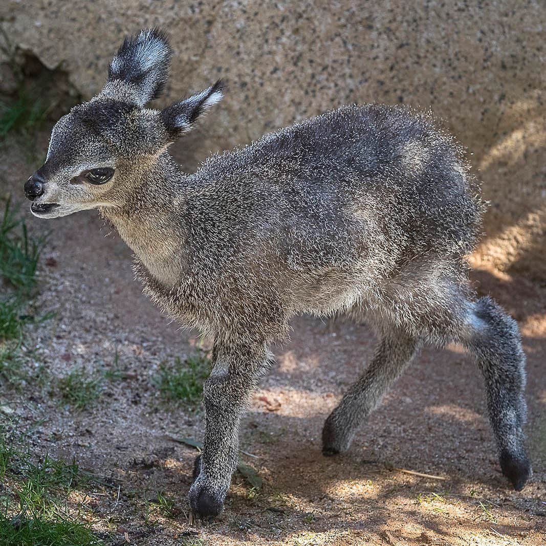 San Diego Zooのインスタグラム