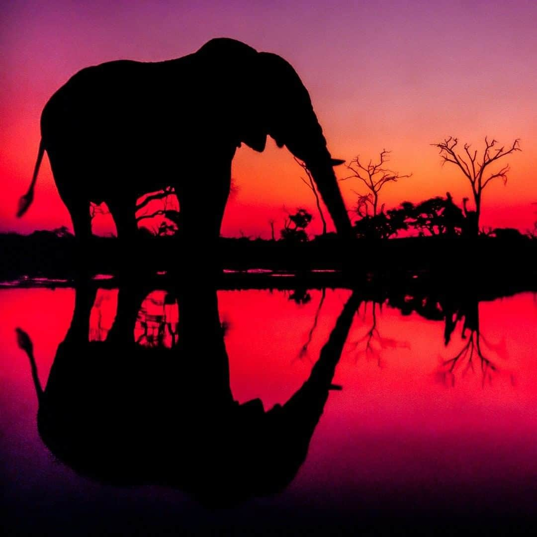 ナショナルジオグラフィックさんのインスタグラム写真 - (ナショナルジオグラフィックInstagram)「Photo by Frans Lanting @franslanting | A lone bull elephant stands at the edge of a water hole, swaying his tail and rumbling as only elephants can do, while the sky turns blood red on a winter evening in Botswana. I share this image to mark World Elephant Day, a time to reflect on what elephants mean to us, what we’ve been doing to them, and what we can do for them. I’d like to draw attention to the organizations that have forged a strong coalition aimed at reversing the poaching crisis that has decimated elephant populations almost everywhere. The @ElephantCrisisFund was established by @SaveTheElephants in partnership with @LeonardoDiCaprioFdn and @WildNetOrg. They support the right people in the right places and they are making a real difference. Check them out and lend your support so they can do even better. And follow @FransLanting for more intimate encounters with elephants. @ThePhotoSociety #Elephants #Respect #Dignity #Conservation #Wonder」8月13日 3時37分 - natgeo