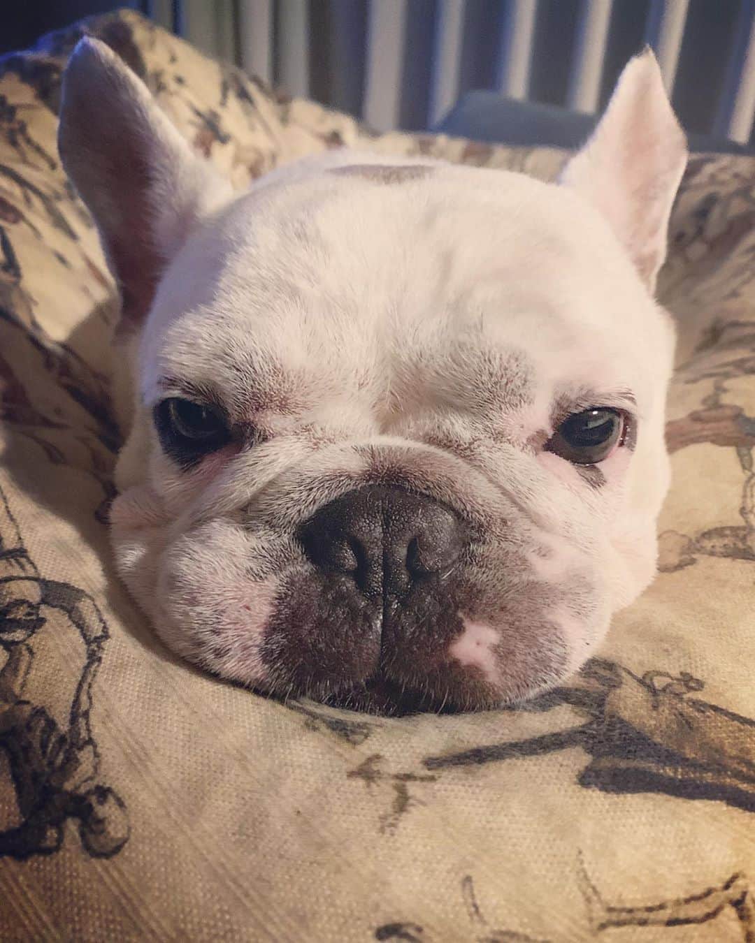 鑑田幸代のインスタグラム：「は〜暑いし眠い🐷 #ビーズクッション最高 #俺専用だぜ #アンダーカバー #散歩は24時 #だから #仲間に会えない #frenchbulldog  #frenchbulldogs  #french_bulldogs  #frenchie  #buhi  #ハニーパイド #フレブル  #グース #グーちゃん」