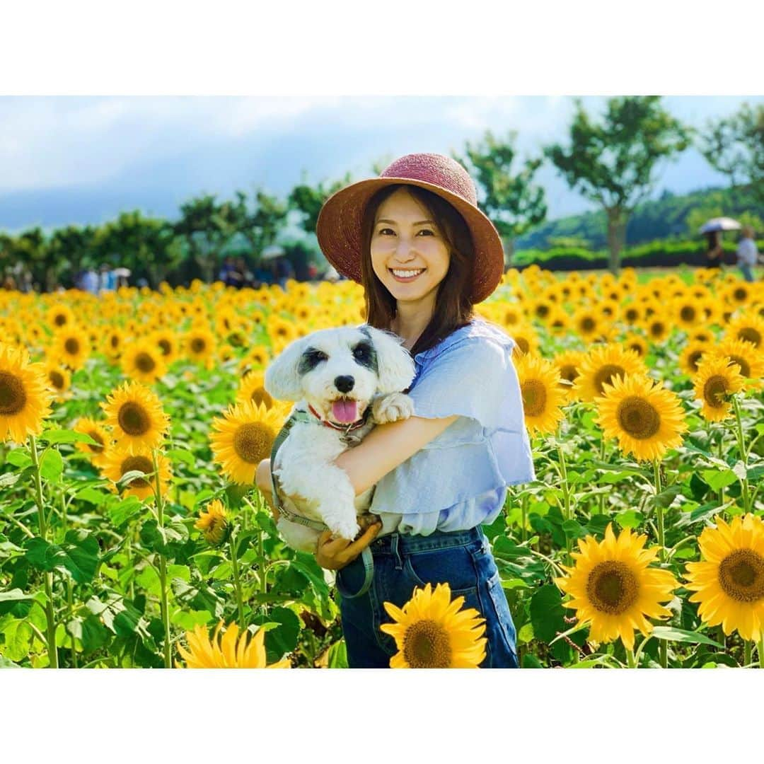 有村実樹さんのインスタグラム写真 - (有村実樹Instagram)「🌻﻿ 週末は、初めて山中湖までひまわり畑を見に行ってきました🌻🌻﻿ ﻿ ﻿ 主人が、動画や写真をいろんなアングルから一生懸命に撮ってくれるのでスマホには思い出が沢山です😊✨﻿ ﻿ ﻿ 皆さんも暑さに負けず、のんびり楽しく過ごせていますように。﻿ ﻿ ﻿ ﻿ #夏 #ひまわり #思い出 #家族の時間 #家族 #happy #イリス #シーリハムテリア #お花 #お花畑」8月13日 14時08分 - arimura_miki