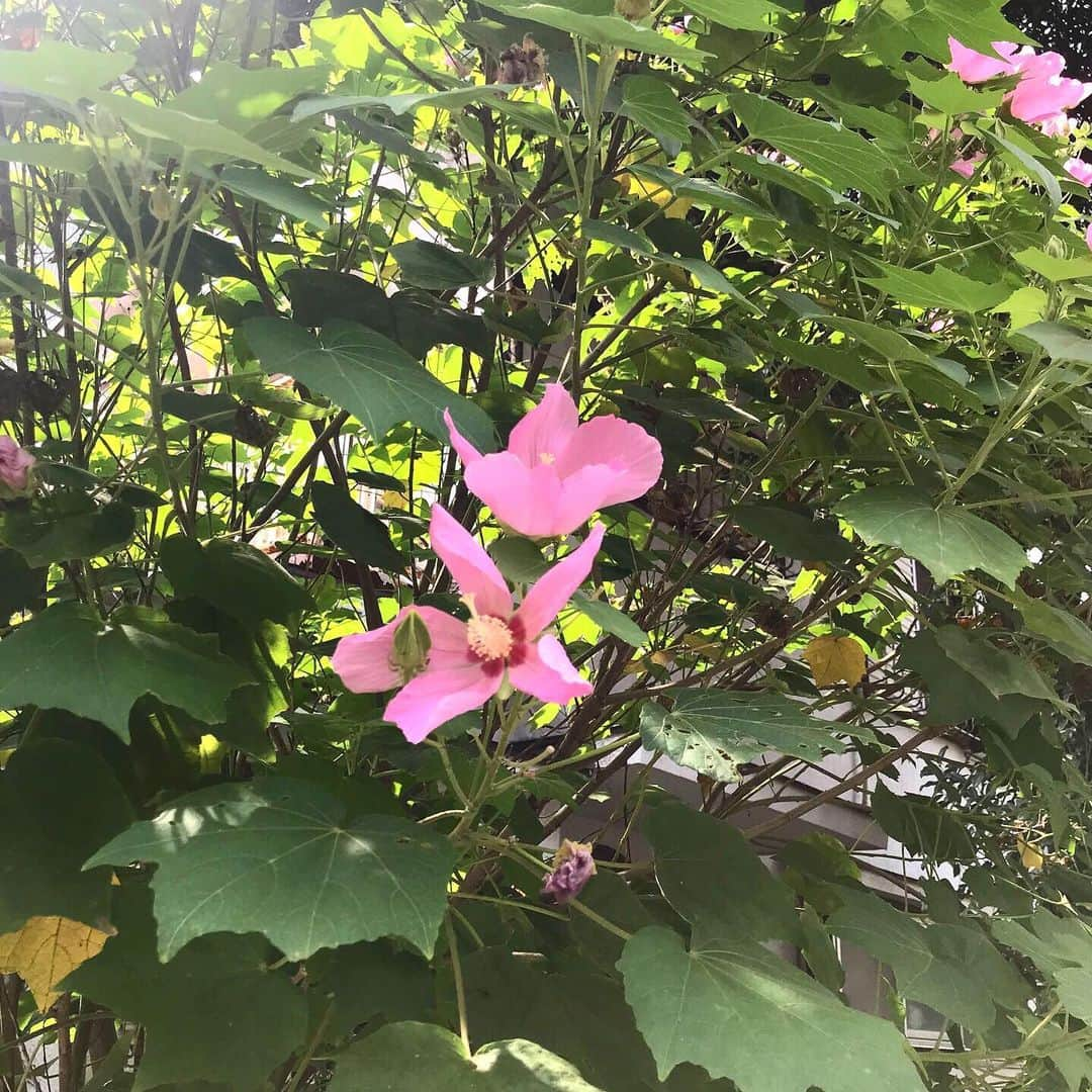 さくらももこスタッフさんのインスタグラム写真 - (さくらももこスタッフInstagram)「芙蓉の花の季節です。﻿ 先生の作品には、芙蓉の花が度々登場します。﻿ ﻿ 漫画版「ひとりずもう」のももこのセリフにもありますが、この花を見ると昔から不思議な気持ちになるんだよ、と良く話していました。﻿ 道端に咲いている芙蓉の花を見かけると、いつもその事を思い出します🌺﻿ ﻿ #さくらももこ #ちびまる子ちゃん #コジコジ #漫画 #アニメ #芙蓉の花 #さくら先生との思い出 #漫画版 #ひとりずもう #キミを忘れないよ #りぼんマスコットコミックス﻿ ﻿」8月13日 14時47分 - sakuramomoko_staff