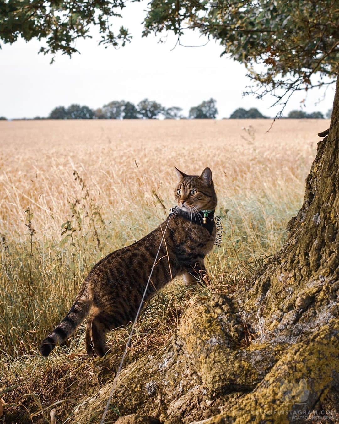 Cats of Instagramさんのインスタグラム写真 - (Cats of InstagramInstagram)「From @ozthecat: “Just a mini leopard exploring the English countryside.🌿🐆🐾😻” #catsofinstagram」8月13日 6時35分 - cats_of_instagram
