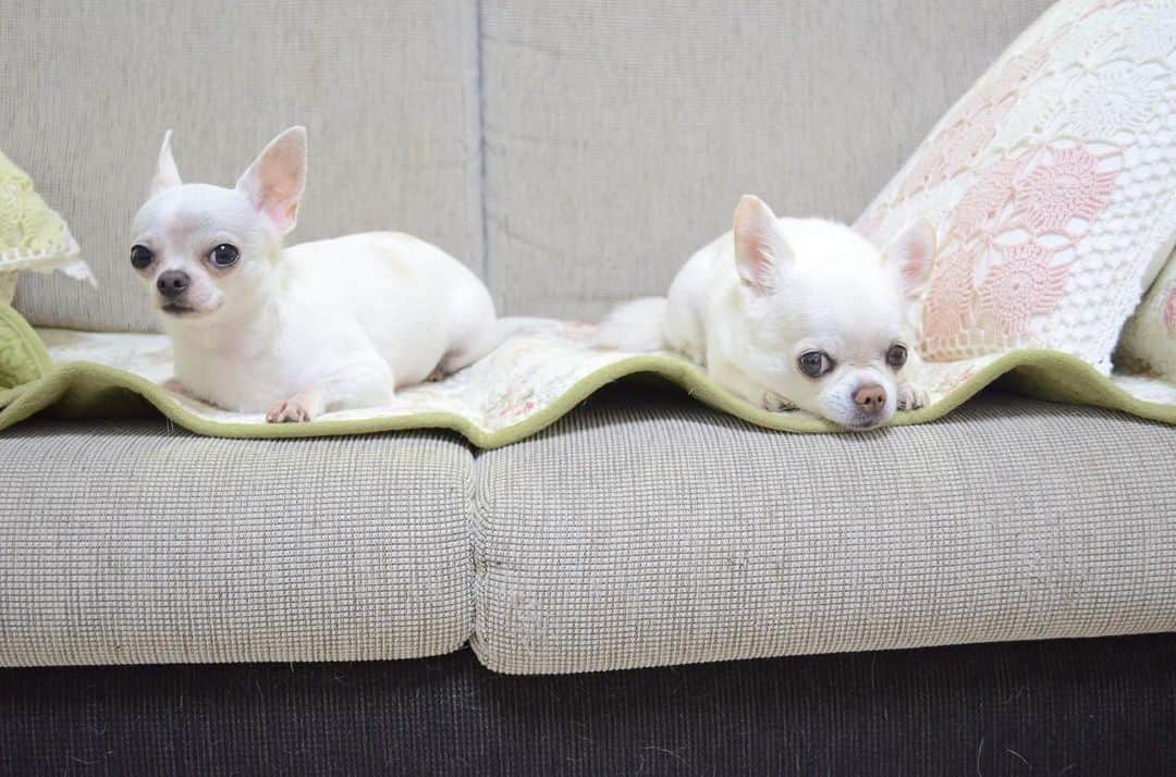 KORIKIのインスタグラム：「おはようございます♪ * #微妙な距離 #dogofsapporo #dog, #dogs, #dogstagram,#chihuahua,#犬バカ部,#チワワ,#koriki, #hanadog #白スムチ連合会, #スムチー,  #dogofthedayjp, #dogoftheday  #ilovemydog #instadog #instapet #WhiteChihuahua  #吉娃娃 #치와와  #dogsofinstagram #Chihuahualover  #チワワの輪 #barkbox #WhiteChihuahuaParty #もふもふモフモフ」