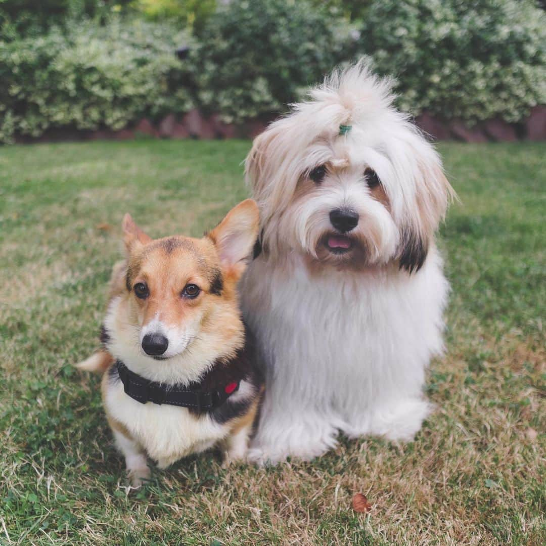 Loki the Corgiさんのインスタグラム写真 - (Loki the CorgiInstagram)「Meet Leona, our new foster dog! She’s a tiny Corgi who was rescued from the same puppy mill as Valentina, our last foster. We don’t think Leona was used for breeding, but she does have a bad case of hip dysplasia (likely caused by bad breeding practices). She hops around when she walks, but it doesn’t cause her pain as far as the vets can tell. Leona can be shy at first, but she is very sweet and playful once she warms up. She doesn’t like to walk on a leash, but she does like to move around! Bear and Momo are gonna show her the ropes while she waits for her forever home! ❤️」8月13日 8時00分 - lokistagram