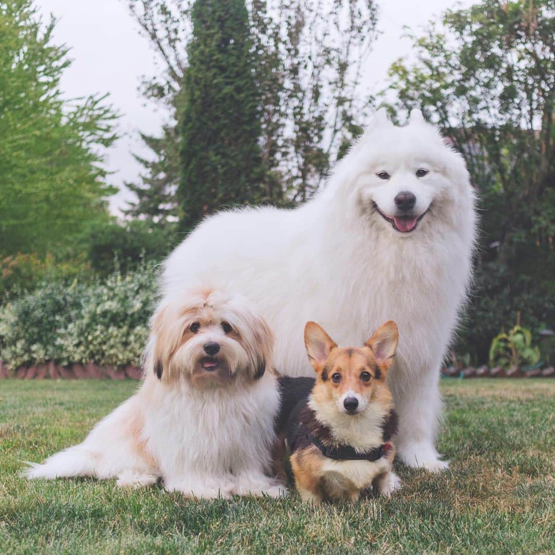 Loki the Corgiさんのインスタグラム写真 - (Loki the CorgiInstagram)「Meet Leona, our new foster dog! She’s a tiny Corgi who was rescued from the same puppy mill as Valentina, our last foster. We don’t think Leona was used for breeding, but she does have a bad case of hip dysplasia (likely caused by bad breeding practices). She hops around when she walks, but it doesn’t cause her pain as far as the vets can tell. Leona can be shy at first, but she is very sweet and playful once she warms up. She doesn’t like to walk on a leash, but she does like to move around! Bear and Momo are gonna show her the ropes while she waits for her forever home! ❤️」8月13日 8時00分 - lokistagram