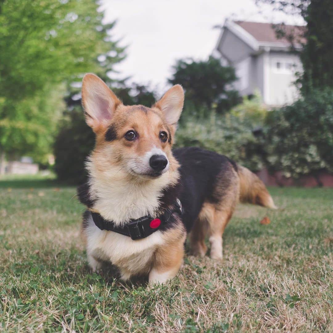Loki the Corgiさんのインスタグラム写真 - (Loki the CorgiInstagram)「Meet Leona, our new foster dog! She’s a tiny Corgi who was rescued from the same puppy mill as Valentina, our last foster. We don’t think Leona was used for breeding, but she does have a bad case of hip dysplasia (likely caused by bad breeding practices). She hops around when she walks, but it doesn’t cause her pain as far as the vets can tell. Leona can be shy at first, but she is very sweet and playful once she warms up. She doesn’t like to walk on a leash, but she does like to move around! Bear and Momo are gonna show her the ropes while she waits for her forever home! ❤️」8月13日 8時00分 - lokistagram