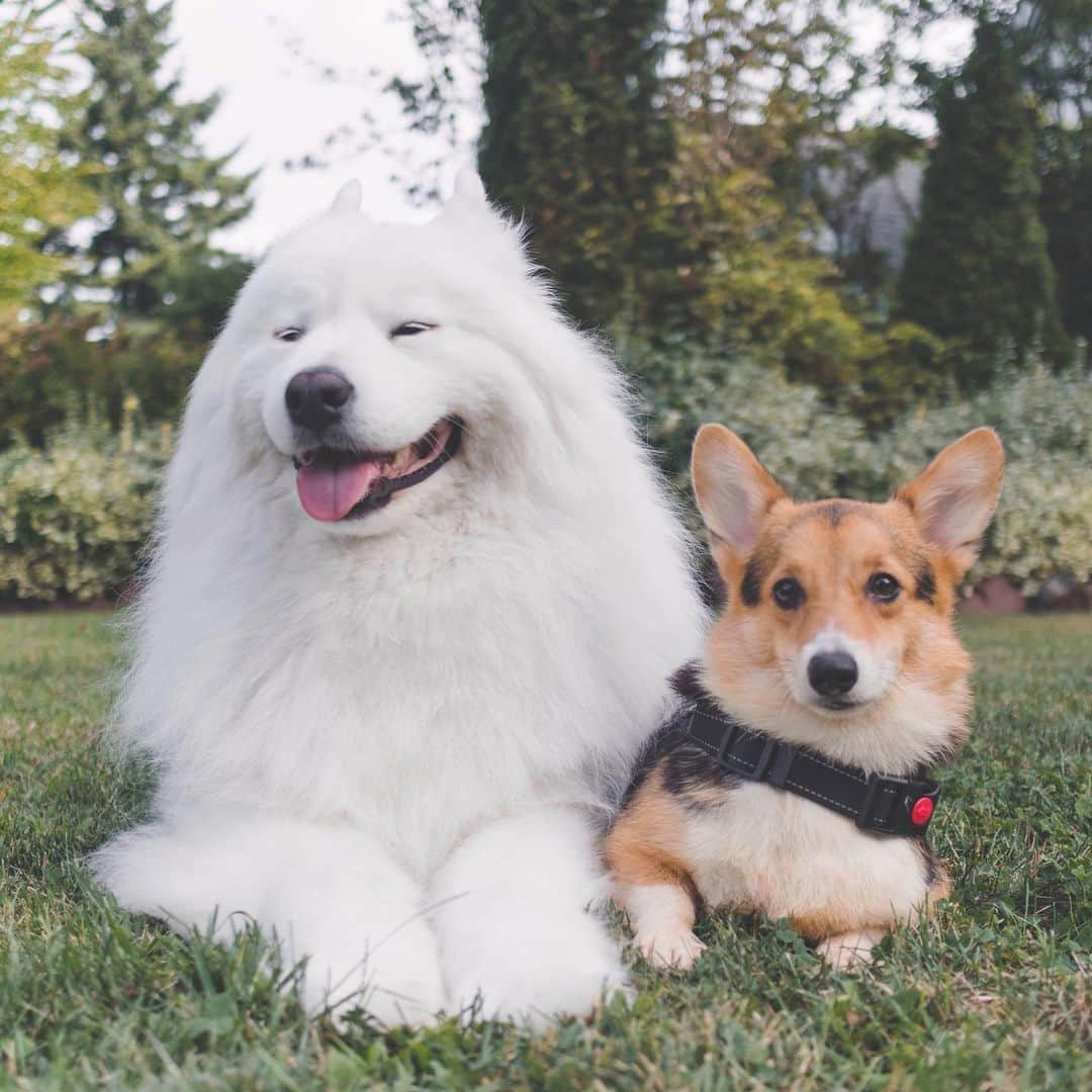 Loki the Corgiさんのインスタグラム写真 - (Loki the CorgiInstagram)「Meet Leona, our new foster dog! She’s a tiny Corgi who was rescued from the same puppy mill as Valentina, our last foster. We don’t think Leona was used for breeding, but she does have a bad case of hip dysplasia (likely caused by bad breeding practices). She hops around when she walks, but it doesn’t cause her pain as far as the vets can tell. Leona can be shy at first, but she is very sweet and playful once she warms up. She doesn’t like to walk on a leash, but she does like to move around! Bear and Momo are gonna show her the ropes while she waits for her forever home! ❤️」8月13日 8時00分 - lokistagram