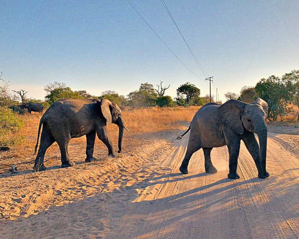 Giovanna Ewbankさんのインスタグラム写真 - (Giovanna EwbankInstagram)「Meus amores, vcs aqui que me seguem sabem o tamanho do meu AMOR pelos Elefantes neh? Hoje o dia é TODO deles!!! ❤️🐘 Eles são carismáticos, companheiros, amorosos, prezam a família, e tem características muito similares às nossas, seres humanos, os elefantes são animais incríveis!!! Tenha paixão!!! Nós temos muito o que aprender com eles... Sempre que vejo fico surpresa com a inteligência, o carinho, o amor desses pequenos gigantes. ❤️🐘 Amo, me envolvo com a causa e defendo a proteção deles sempre! O Dia Mundial do Elefante existe para lembrar a importância de protegermos a espécie. É preciso cuidar e amar esses gigantes não só hoje, mas todos os dias. 🐘❤ #elephantparade #diadoelefante #elephantparadebrasil #letssavetheelephants #bepartofit」8月13日 8時00分 - gioewbank