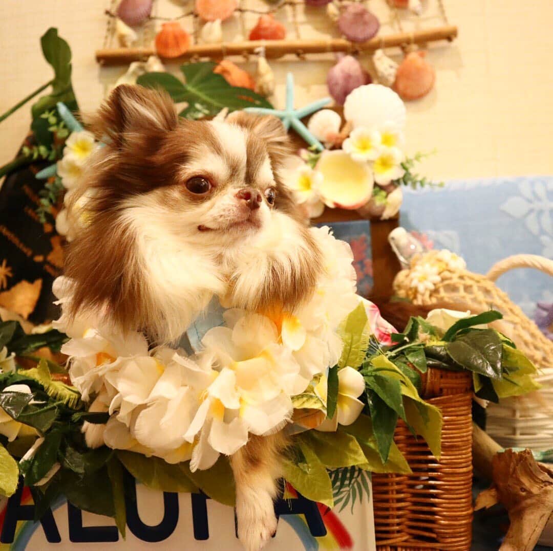 kayoのインスタグラム：「* * ハワイの海をボーーっと眺めてるふぅの らいちん😂🏝 * * Lychee💗🏝 * * #chihuahua#chihuahualove#dogstgram#dog#instadog#チワワ#チワワ大好き * *」