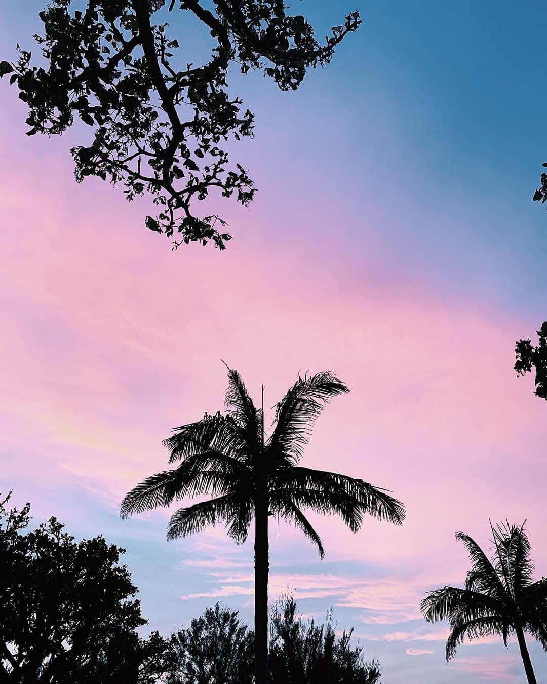 のインスタグラム：「Good morning!!! #okinawa #palmtree #sunset #沖縄 #しみさや旅」