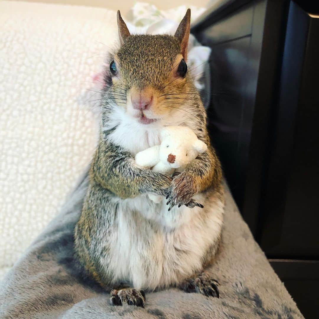 Jillさんのインスタグラム写真 - (JillInstagram)「🧸 It’s teddy time. . . . #petsquirrel #squirrel #squirrels #squirrellove #squirrellife #squirrelsofig #squirrelsofinstagram #easterngreysquirrel #easterngraysquirrel #ilovesquirrels #petsofinstagram #jillthesquirrel #thisgirlisasquirrel #teddybear #mini #miniteddy #miniteddybear」8月13日 8時09分 - this_girl_is_a_squirrel