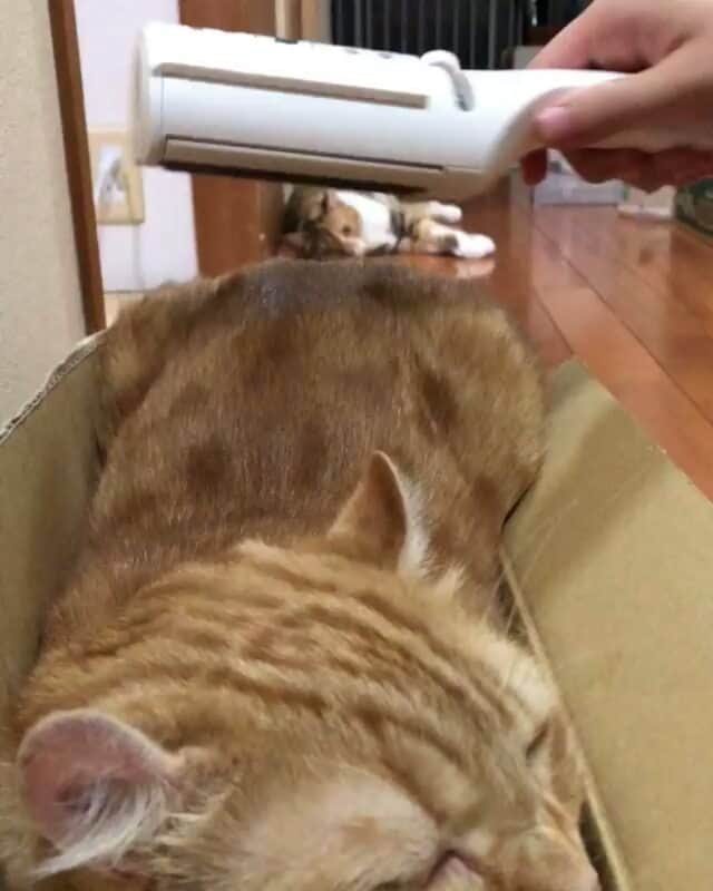 猫壱（ねこいち•ネコイチ）のインスタグラム