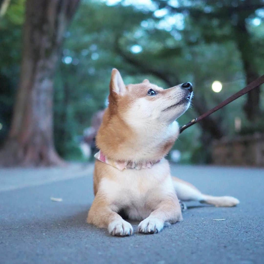 豆柴にこちゃんさんのインスタグラム写真 - (豆柴にこちゃんInstagram)「🐶 おはよー 昨日の井の頭公園 夕散歩。 途中から満面の笑顔で 「にこ、もう歩きませんよ」 と言われ、散歩ストライキが始まりました😂 . 6枚目以降は、昔ドラマ #愛していると言ってくれ  でトヨエツと常盤貴子がロケで使った野外ステージ。 井の頭公園駅が舞台だったからね。 あと上野樹里の #ラストフレンズ も吉祥寺がロケ地。 . #散歩していると言ってくれ . #柴犬#豆柴#pecoいぬ部#犬#わんこ#犬#shibainu#dog#mameshiba#pecotv#dog#いぬのきもち部#しばいぬ#しばけん#こいぬ#シバイヌ#いぬ#イヌ#赤柴#マメシバ#ペット#日本犬#子犬#puppy#doggo#pet#시바견#강아지#개」8月13日 8時47分 - nikochan.mame48