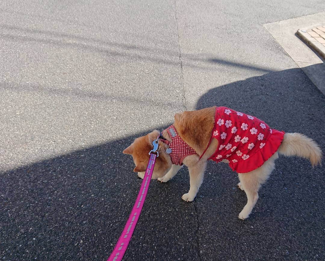 柴子さんのインスタグラム写真 - (柴子Instagram)「おはようございます。 少し寝過ごした朝。 柴子(仮名)さん、散歩は日陰だけで。日があたる場所は道路が熱いからね。 #柴犬　#shibainu #shibastagram」8月13日 8時53分 - senogawadogs
