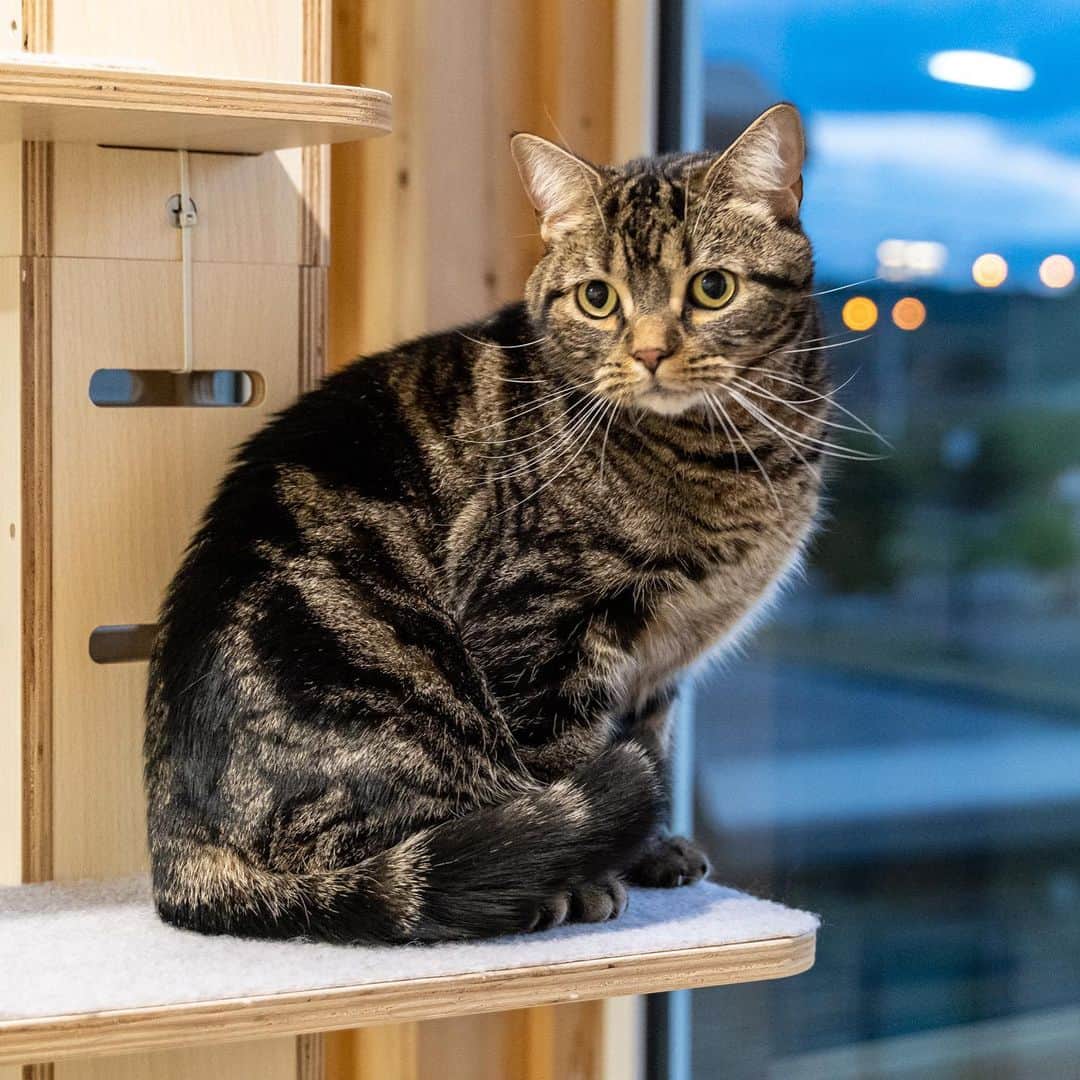マアルのインスタグラム：「ベリーさん #🐈 #猫好きさんと繋がりたい #北海道 #旭川市 #マンチカン #ペットホテル」