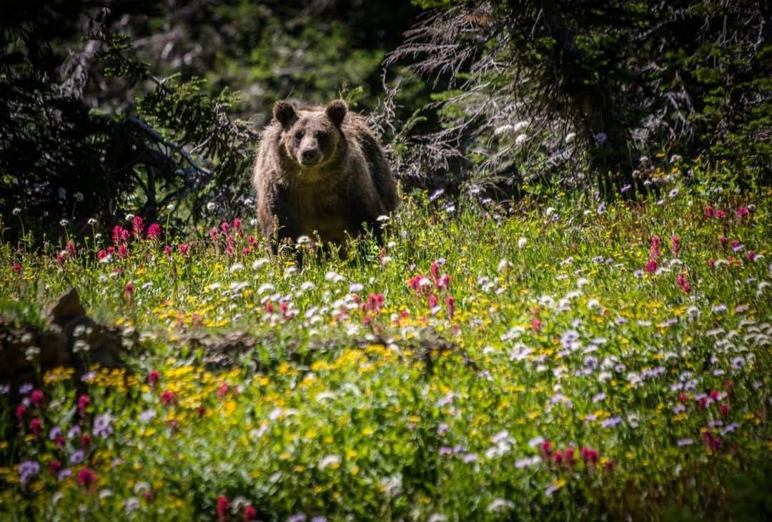 patagoniaさんのインスタグラム写真 - (patagoniaInstagram)「We fundamentally oppose any weakening of the Endangered Species Act and are outraged by the Administration’s actions this morning. The #EndangeredSpeciesAct is a critical environmental law that has proven successful - 99% of listed species have survived and many more have been set on a path to recovery. This attack on the ESA panders to destructive, extractive industries. In the face of the extinction crisis, now is not the time to rollback the protections in the ESA.⁠ Photo: @steven_gnam⁠」8月13日 9時05分 - patagonia