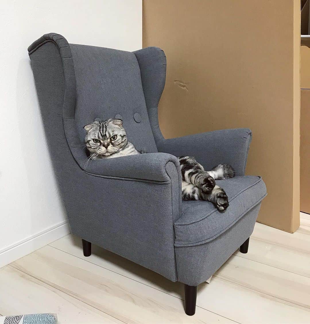 Shishi-maruのインスタグラム：「🐱Shishi’s throne. 🐱ししまるの玉座 ーーーーーーーーーーーーー 🌺「渋ネコ ししまるさん」ねこのきもちWEB MAGAZINE にて毎週土曜日エッセイの連載中 ーーーーーーーーーーー 📕「ぷっちねこ。」「3匹のちいさな猫を召喚できたなら」「ちいさな猫を召喚できたなら」徳間書店より単行本発売中 ーーーーーーーーーーー ⭐︎ねこ漫画を描いています→@tacos_cat 🐱公式→@chiisanacat 🌺Twitter →@taco_emonemon ーーーーーーーーーーー」
