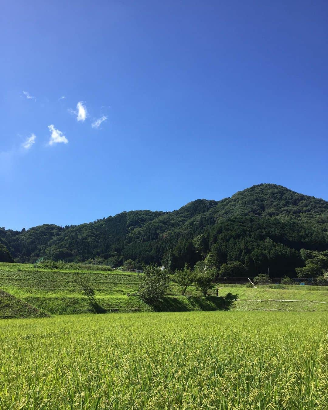 久保田夏菜さんのインスタグラム写真 - (久保田夏菜Instagram)「いい！いい！いい天気。 稲もモリモリに元気。 草刈りに勤しむ父。 ここぞとばかりに布団を干す私。 そんな今日。  台風困るな。  #八千代町 #安芸高田市 #稲 #そろそろ稲刈り #お盆」8月13日 10時00分 - kanakubota0805