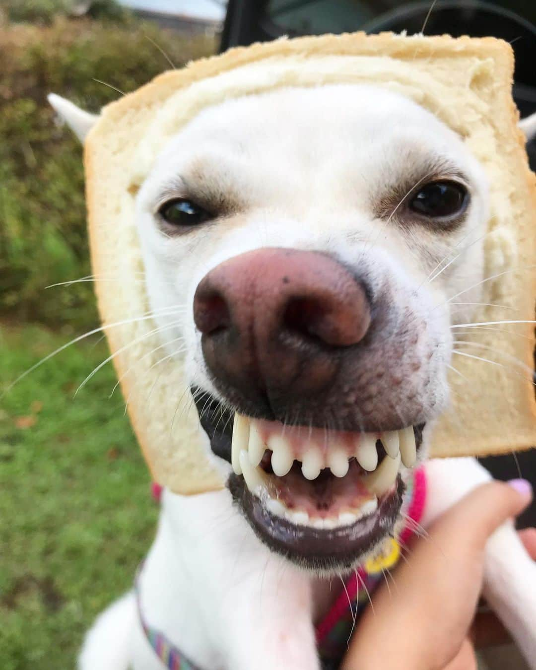 柴犬ハル&保護犬すずのインスタグラム