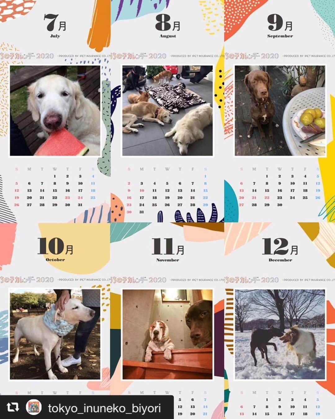 アイペット ペットスナップキャンペーンさんのインスタグラム写真 - (アイペット ペットスナップキャンペーンInstagram)「【うちの子カレンダー2020キャンペーン開催中！】⁠ ⁠ 写真を投稿して、オリジナル待ち受け画面をダウンロード！⁠ ⁠ 12枚投稿すると、2020年分のオリジナル待ち受け画面を作ることができちゃいます♪⁠ ⁠ ぜひみなさまもカワイイうちの子カレンダーを作ってみてくださいね😊⁠ 詳細は「アイペット カレンダー2020」で検索！ ⁠ repost⇒@tokyo_inuneko_biyori　⁠ ⁠ 東京犬猫日和さん、ステキなカレンダー作成ありがとうございます❤️⁠ ⁠ 【Instagram投稿キャンペーンも同時開催中！】⁠ ⁠ 作成したオリジナル待ち受け画像を「#ipetうちの子カレンダー2020」を付けて投稿！⁠ 投稿してくれた方の中から10名様にアイペットオリジナル健康手帳をプレゼント✨⁠ こちらは8/31（土）まで！⁠ ⁠ #ipetうちの子カレンダー2020 #アイペット #ipet #フォトコンテスト #フォトコンテスト開催中 #キャンペーン #キャンペーン実施中 #ペット #犬 #愛犬 #いぬすたぐらむ #わんこ #いぬ #犬のいる暮らし #ワンコ #モデル犬になりたい #猫 #ねこ #ネコ #ねこ部 #にゃんすたぐらむ #にゃんこ #にゃんだふるらいふ #モデル猫になりたい #いぬのきもち #犬好きな人と繋がりたい #猫好きさんと繋がりたい #猫のいる暮らし ⁠⠀⁠⠀⁠」8月13日 10時03分 - ipet__ins