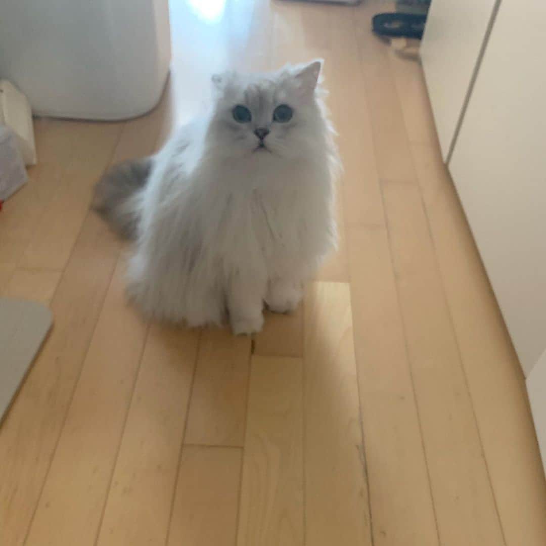 후추네큰언니のインスタグラム：「오늘 아침 출근하는 큰언니 현관까지 배웅나와줬쟈나 😭❤️ 급하게 찍고 출근하느라 초점 다 나갔지만 귀여우니까 올려봅니다 ㅋㅋ」