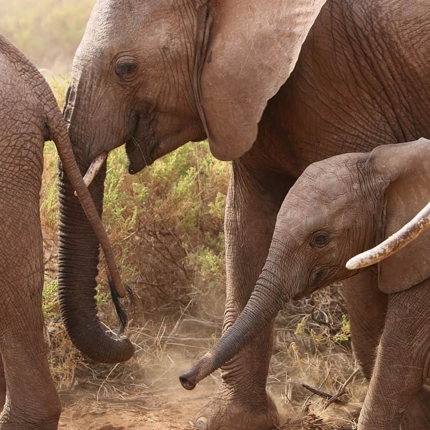 アメリカ自然史博物館さんのインスタグラム写真 - (アメリカ自然史博物館Instagram)「Happy World Elephant Day! Today, the planet’s largest living land mammal faces many of the same threats faced by other wildlife: habitat loss, competition for resources and space with a growing human population, and poaching. These magnificent animals shape the landscapes they inhabit, dispersing seeds for many plants, making paths for other animals, and creating clearings for trees and other plants to regenerate. It’s important to protect elephants and their habitats to ensure their future for generations to come.  Photo: natashazv」8月13日 10時14分 - amnh