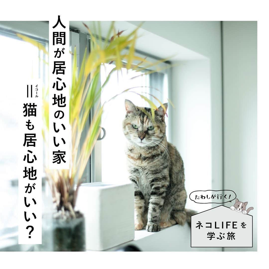 RE住むRENOVATIONさんのインスタグラム写真 - (RE住むRENOVATIONInstagram)「《たわしが行く！ネコLIFEを学ぶ旅 》 ﻿ Doliveの看板猫たわしが、﻿ いろんな先輩にゃんこの暮らしを見学して、﻿ 猫にとって居心地のいい家やライフスタイルを﻿ 勉強していく新企画！﻿ ﻿ 第一回目の訪問先は、チーさんとウーさん親子のお家。﻿ 2匹のパパ・木津さんは東京・横浜に計5棟ある猫専用賃貸を監修。﻿ 今の住居『GatosApartment』は1Fが賃貸アパートで、﻿ 木津さんたちは2Fに住んでいます。﻿ ﻿ 木津さん曰く、猫と暮らす家を建てる上で﻿ いちばん大切なのは「人間ファースト」という考え方だそう。キャットウォークが張りめぐらされた猫カフェの﻿ ような内装だと、人間が落ち着かないし、実は猫もそんな家を望んでいないんだとか。﻿ ﻿ とはいえ、猫が室内で暮らすことを﻿前提に設計されているので、室内にいながらも日光がたくさん入る小窓や屋上にバルコニーを作りました。﻿ ﻿ お世話がしやすく、自然も感じられる設計は、﻿ 人間も猫も気持ちよく暮らせますよね。﻿ ﻿ たわしは今回、「人間ファースト」が「猫ファースト」につながることを学びました。﻿ ﻿ 猫と人間は、居心地のいい空間を共有できる﻿ 最高の相棒なのかも。 ﻿ ﻿ .........................﻿ ﻿ WEBサイトでも記事公開中！﻿ （トップのURLよりご覧ください♫）﻿ @dolive.media﻿ ﻿ #dolivemedia﻿ #dolive﻿ #暮らしをカジュアルに楽しむメディア﻿ ﻿ #住まい#暮らし#住宅#家具#ライフスタイル#猫#ネコ #ねこすたぐらむ#cat#猫ハウス#猫のいる生活#猫のいる暮らし#ねこのいる生活#ねこのいる暮らし#猫家具#にゃんすたぐらむ#たわし#キャットウォーク#猫専用賃貸#GatosApartment#賃貸アパート#賃貸ペット#猫がいる幸せ#ネコ好き#ペットのいる生活#ねこのきもち#ペットとくらす家」8月13日 10時34分 - dolive.media