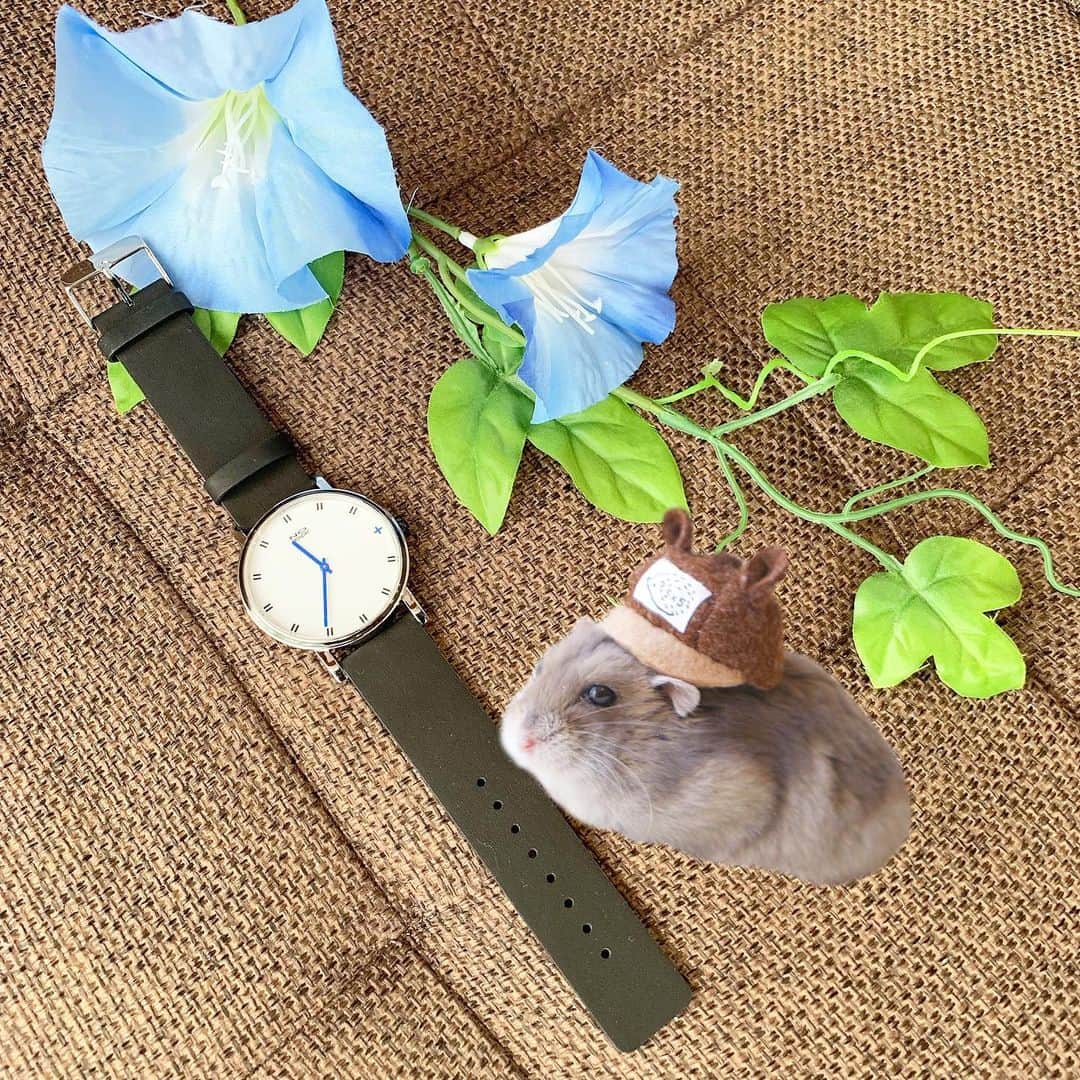 hamster_mocoさんのインスタグラム写真 - (hamster_mocoInstagram)「お空のボクからおとーさんへのプレゼントでち🐹🌈⌚✨👨🏻 ☻ ノーマンデーさん @nomonday_jp  のオシャレな腕時計のモニターをさせて頂きました✨今回はいつもお仕事を頑張ってくれている旦那さん用に私がセレクト😙 ･ シンプルで洗練された素敵な腕時計だから、オシャレに全く無頓着な旦那さんでも少しはオシャレに見えるかも？！😂👍 ･ 10%off coupon⇒⇒⇒【asa0809】 #ノーマンデー#時計#腕時計#nomonday ☺︎︎ ハム達のおかげで、ありがたいことにインスタグラマーとして商品PRのお声がけを沢山頂き、私が素敵だなぁ✨と思う商品だけを選んでご紹介させて頂いています😌 今回の時計も丁度お盆休みに入ったタイミングで届いたので、きっとお空のミチ君が届けてくれたプレゼントだろうと勝手に思ってます😂⌚🐹🌈ミチ、おかえりなさい🏡 2019.8.13 ☺︎︎ #ハムスターミチ#ハムスター#ジャンガリアンハムスター#ジャンガリアン#ブルーサファイア#ハムスタグラム #hamster#djungarian#hamstagram#hammy#happy_pets#PET_OF_OUR_WORLD#igersjp#ig_japan#instapet#weeklyfluff#kawaii#cute#仓鼠#정글리안#햄스터」8月13日 10時50分 - asahi.fl