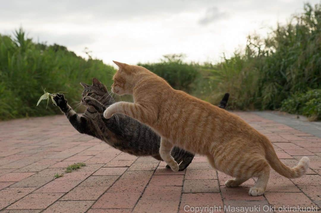 Masayukiさんのインスタグラム写真 - (MasayukiInstagram)「とびつく。  #cat #ねこ」8月13日 10時50分 - okirakuoki