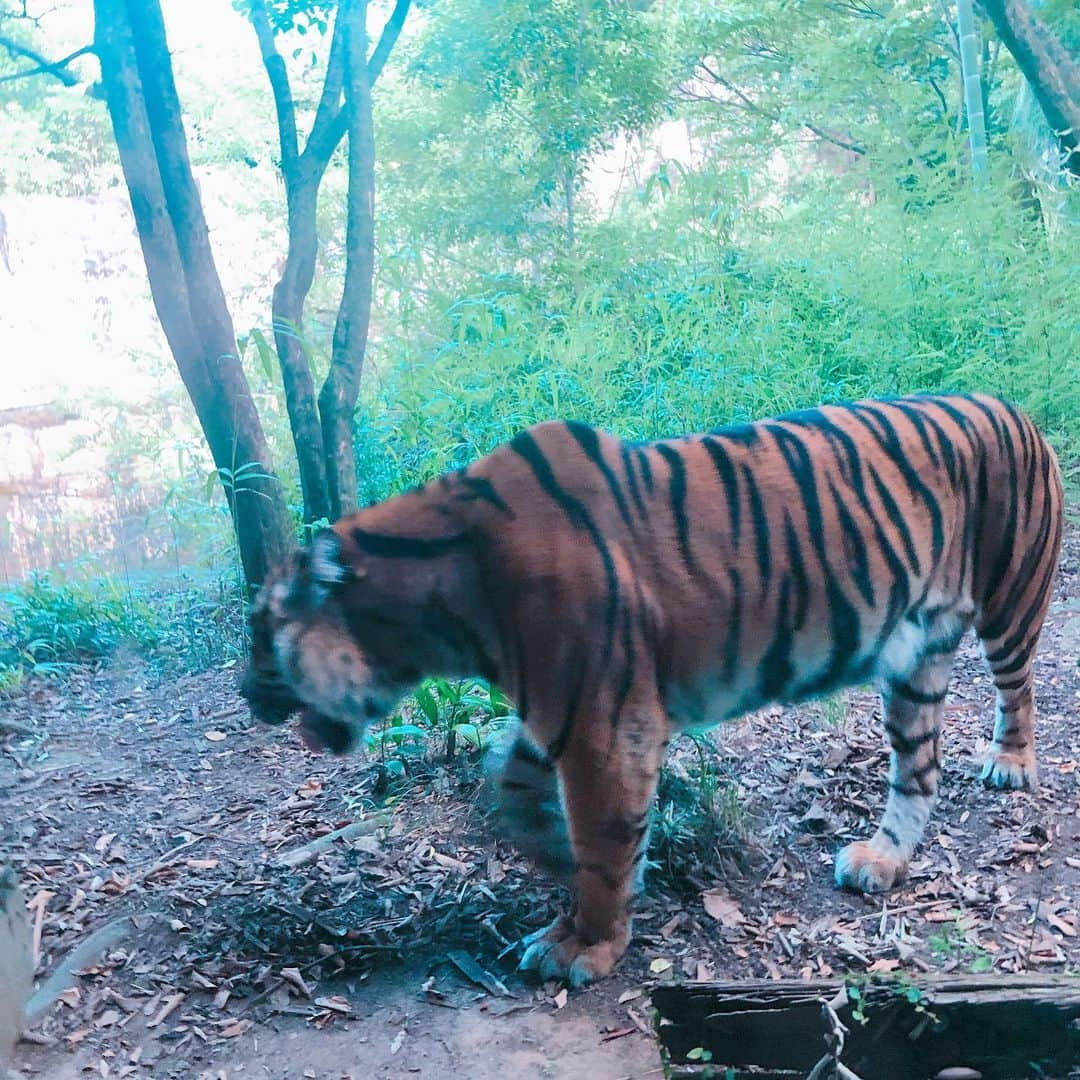 小畑由香里さんのインスタグラム写真 - (小畑由香里Instagram)「よこはま動物園ズーラシアに行ってきました🐯🐻🐵🐘 週末だけ開催しているNIGHT ZOORASIA 🌙*ﾟ  夜ならではの夏らしい デコレーションが 綺麗で子供も大人も楽しめました！  キッチンカーもたくさんあって すごーーーーーーーい 混んでたけど 焼きたてピザが最高に美味しかった😋  #よこはま動物園ズーラシア #ナイトズーラシア」8月13日 11時06分 - obata_yukari_official