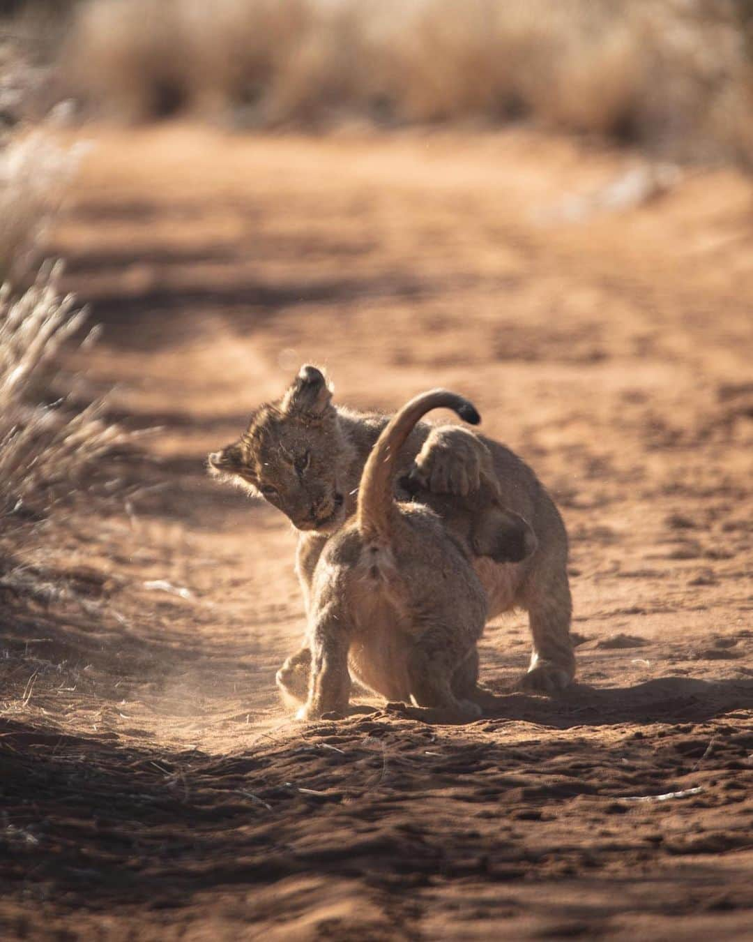 Canon Photographyさんのインスタグラム写真 - (Canon PhotographyInstagram)「We love these wildlife portraits! Which ones your favourite? Photography | @photosbyscott_  Canon 5D Mark II #cpfeatureme #canon_photos」8月13日 11時07分 - cpcollectives