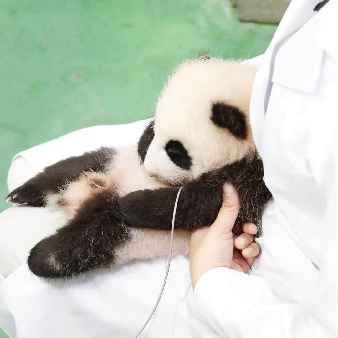 パンダ（白浜）さんのインスタグラム写真 - (パンダ（白浜）Instagram)「🐼 😊 #彩浜 body temperature 2018 autumn  #ADVENTUREWORLDPANDAS 🐼🐼🐼 #アドベンチャーワールドパンダ #baby #HELLOLITTLE #pandamental #hellopanda #ハローリトル #ハローパンダ #パンダグラビア and #panda #pandababy 🐼🐼🐼 ⭐︎『ADVENTURE  WORLD  PANDAS』新刊⭐️」8月13日 11時20分 - hellopanda_book