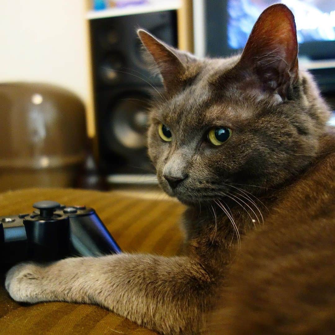 マンチカンズTVのインスタグラム：「、、、﻿﻿ 小説｢人生を変えた猫｣﻿﻿ 続きは﻿ munchkins.jp﻿ でもお読みいただけます﻿ ﻿﻿ =第4話｢猫の鼻風邪｣=﻿﻿ 16歳でこの世を去った愛猫ぐれおじさん。晩年、病にかかるまでは、本当に手のかからない猫でした。病院に連れて行ったのは去勢、風邪、軽いやけどの3回のみ。でも、風邪の時は結構大変だったかな。  ある日の朝、少し鼻水が出てるなと思いながら仕事に行きました。帰ってくると、息が苦しそうにしているではありませんか。 ｢ハッハッハッ｣  と犬のように下を出して呼吸しているんです。慌てて近所の病院に担ぎこみました。 ｢あー。風邪ですねぇ。お薬出しときますねぇ｣  お医者様が思いのほか、サラッと答えました。 ｢苦しそうだけど、大丈夫なんですか？｣ と聞くと、 ｢猫はねぇ、鼻呼吸なんだよ。今この子、鼻が詰まっちゃってるから、息しにくいんだろうね｣  と。  いやいや、ホントに苦しそうなんですけど。  でも、とりあえず薬を飲ませて様子みて下さいとの事だったので、家に連れ帰り、言われた通りに薬を飲ませることにしました。  ぐれおじさんにとっては初めてのお薬。それはそれは苦かったんでしょう。最初は何度も吐き出して苦労しました。粒のやつは細かく砕いたり、オブラートに包んだり、1番うまくいったのは、ペースト状のエサに混ぜて、指にくっつけ、口の中の上顎の裏に塗ってあげるやり方。すると、仕方なく舐めとってくれるんです。  翌日も3回、一生懸命薬を飲ませました。鼻水も何度も何度もふきとってあげながら。  夜もこまめに起きては鼻水を拭いてあげました。  2日目の朝、ハッハッといってた呼吸が少し楽になったようでした。  そして、3日め。ようやく鼻呼吸が再開。何とか回復したのでした。  めでたしめでたし。  それからというものの、ぐれおじさんの僕に対する甘えっぷりが増したような気がします。助けてくれた人間って思ってくれたのかな。あの時はホントに必死だったから。  一緒に頑張ったもんね。吊り橋効果ってやつかな。  そして、薬を飲ませるのが上達したおかげで、今のマンチカンズに薬を飲ませる時も難なくこなすことができるようになりました。  子育てと同じように、飼い主も成長するんだね。ありがとう。  彼の残してくれたお土産には、そんなものも含まれているのでした。  第4話 完」