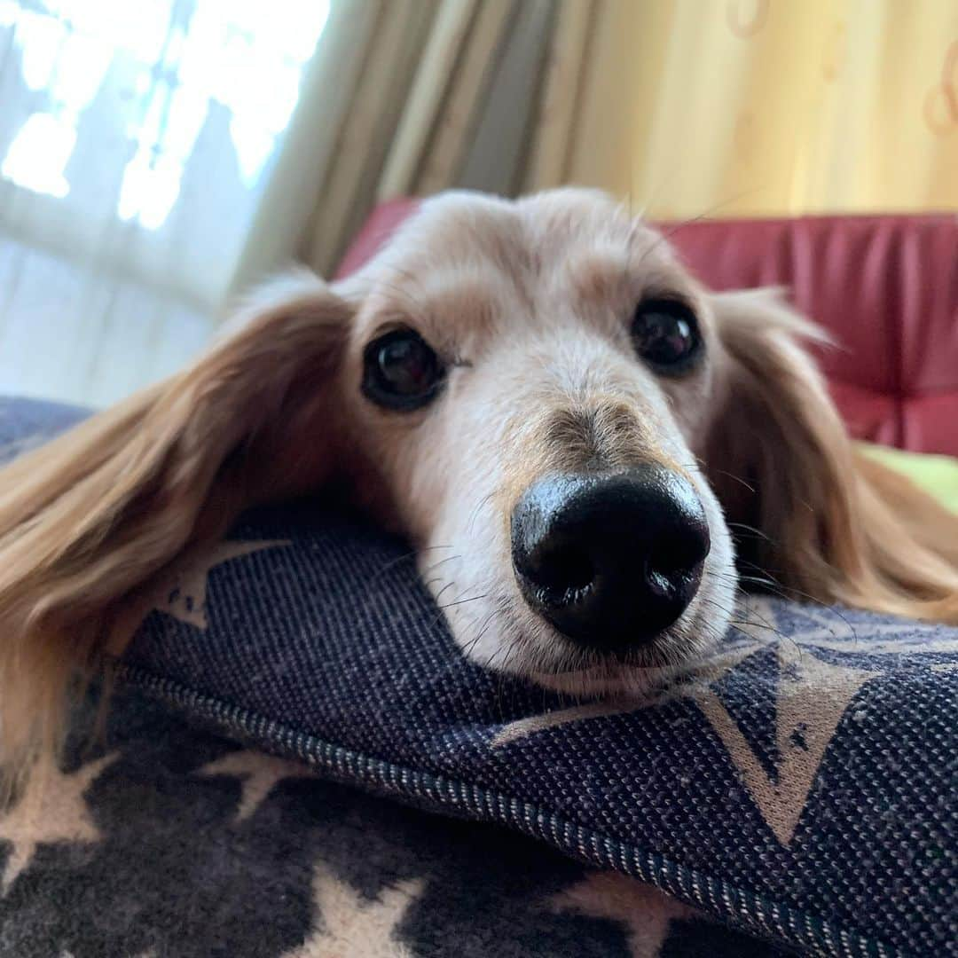 向日葵?さんのインスタグラム写真 - (向日葵?Instagram)「今日は のんびりday🎵 ＊ #犬#ダックス#ダックスフンド#ミニチュアダックス#dachs#いぬぐみ📛#pecoいぬ部#シニア犬 #よく寝るシニア犬#わんぱく部#サンデイ#todayswanko #east_dog_japan #ボンボンハイスクール」8月13日 11時30分 - hinata.miyuki