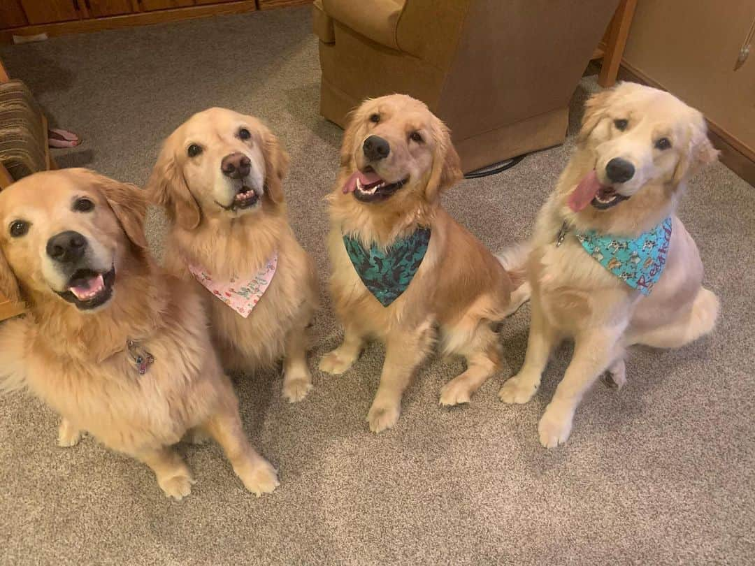 モヒートさんのインスタグラム写真 - (モヒートInstagram)「The babies still haven’t mastered posing like the big girls 😂 ------------------------------- #goldensofig #goldenretriever  #goldenretrieversofinstagram #betterwithpets #dogsofig  #dogsofinstagram #fluffypack #gloriousgoldens #welovegoldens #ilovemydog #goldenlife #bestwoof #ProPlanDog #ilovegolden_retrievers #mydogiscutest #retrieversgram #dogsofcle  #cousins #squadgoals」8月13日 11時40分 - mojito_rose_family