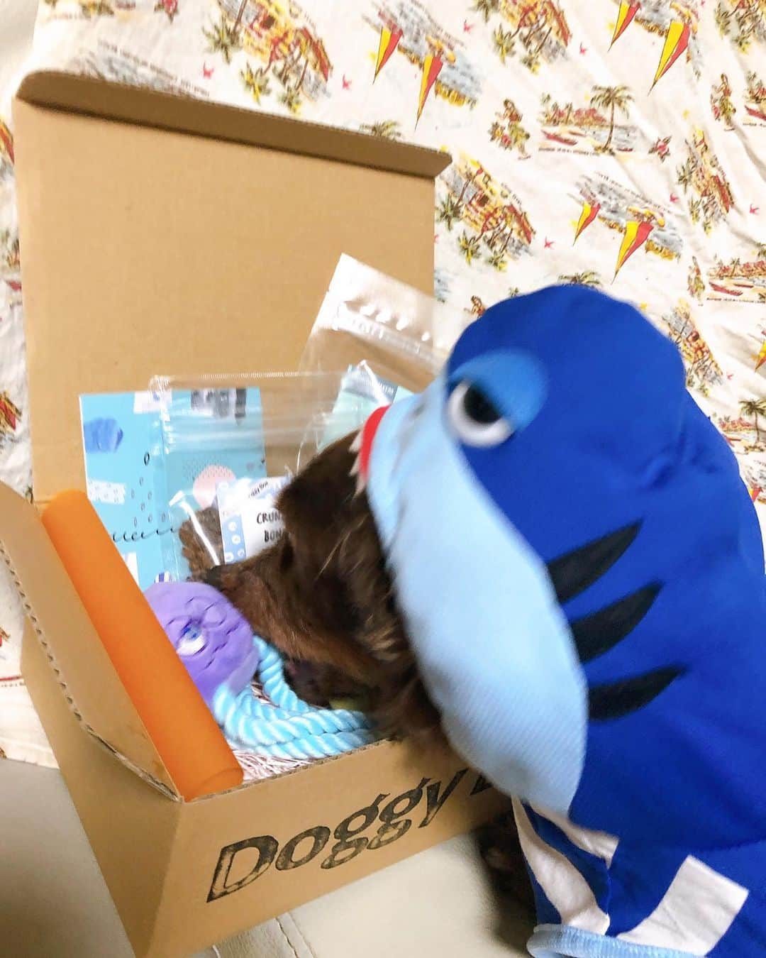 藤江れいなさんのインスタグラム写真 - (藤江れいなInstagram)「MAXの楽しみが届きました🐶 ( @doggybox_jp )🎁 今月は"SEA"がテーマと言う事で海に関する可愛いアイテム、お菓子がいっぱいでどれから手をつけるか悩んだ結果… ヒトデから行ったMAXさんでした(笑) 今月号も好きなのいっぱいでご機嫌です🌟 #doggybox #ドギボ #愛犬 #ミニチュアダックスフンド  #チョコレートタン #MAX」8月13日 11時52分 - 01nyan0201